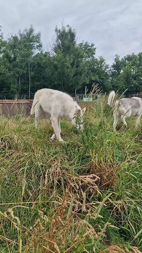 10K views · 339 reactions | The Howl Test 懶 #wolfdogs #fyp #reelsinstagram #reels #howl #trending | Walking With Wolf dogs - Jet & Sully | Facebook