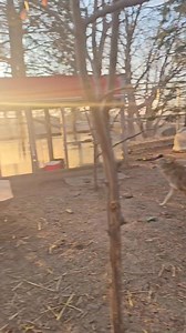 148K views · 8.4K reactions | Let's hear it from the coyotes! Kai and Yotey ! Round of a paw  for their performance for you guys this morning! Both of these coyotes were born into the exotic pet trade. This means they were born in captivity and raised by humans. But they can't be released into the wild. They are both pet surrenders. Yote is a 2-year-old male. And Kai is a 4-year-old female. | Saveafox Corporation | Facebook