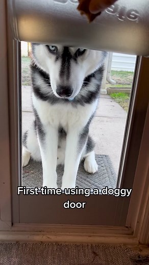 Fearful Husky and Malamute Encounter a Scary Door