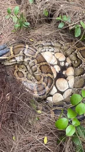 Meg De Angelis 𓆉 | wait for it 🐍🥚 how many eggs do you think this 16 ft mama python had? This was the larger of TWO invasive Burmese python nests... | Instagram