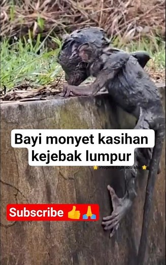 Bayi monyet kasihan kejebak lumpur. #monyetlucu #monkey #imut#vidioviral #animals #cute #babymonkey