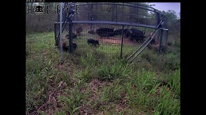 Feral hog problem? We know it's damaging to have feral hogs on your property. They tear up your land, affect livestock, and much more. The real bad news is if you don't do something about them, the problem worsens because they multiply so quickly. Get a HogEye Trap Camera. Add it to any trap. Make hog trapping easy. You'll catch a sounder instead of a few hogs and that will make the impact you need. If you're ready to make an impact, schedule a call today. We're here to help. https://www.hogeyec
