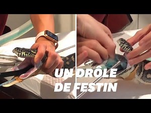 Vous ne devinerez jamais ce que ce python a mangé