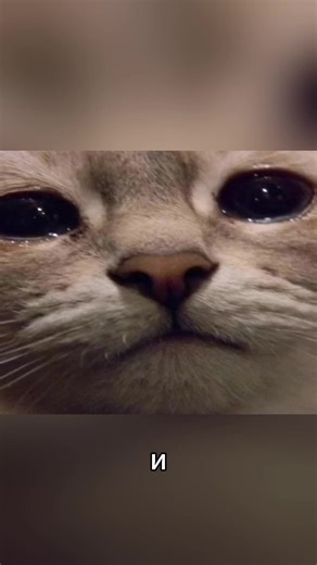 ГАЙД ПО ВЕБУ: Часть 11 Больше в ТГК: BubbleDev YouTube: Honey Montana #it #website #fyp #learning #programming