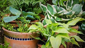 How to plant and care for Hostas, one of the coolest plants for shade.