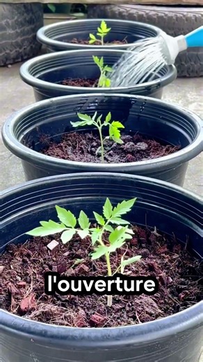 🍅 Un fermier cultive des tomates à l’envers ! #nature #intéressant
