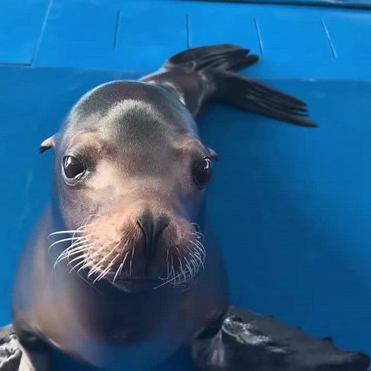 Sea Lions: Fun Facts and Insights