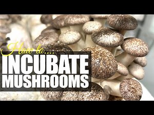 How to Incubate Mushroom Substrate for Optimal Mycelium Growth