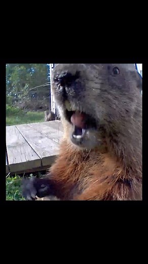 Jeff Permar on Instagram: "How the Chunk makes room for Monday! • • #monday #burp #instamood #instadaily #oc #makemelaugh #hilarious #burping #asmr #mondaymotivation #mindfulness #nature #stressrelief #anxietyrelief #goodvibes"