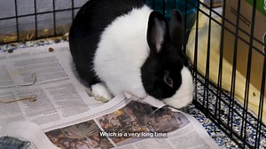 2.9K views · 45 reactions | Check out those buns!  To celebrate International Rabbit Day, MDARD would like to introduce you to the Great Lakes Rabbit Sanctuary, one of Michigan's three registered animal shelters dedicated exclusively to the care and adoption of rabbits into furever homes. | Michigan Department of Agriculture & Rural Development - MDARD | Facebook