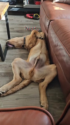 Cobra Commander🇨🇦 (@cobracommander_)’s videos with original sound - Cobra Commander🇨🇦