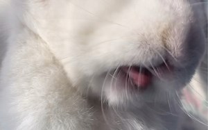 吃播来了，二福吃橘子，给你带来沉浸式的观影体验