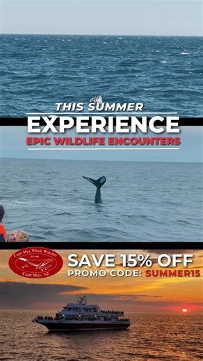3.6K views | Hop aboard Cape May Whale Watcher and experience the thrill of seeing whales and dolphins up close! Use promo code SUMMER15 to save 15% on your adventure — the whales are calling! | Cape May Whale Watcher | Facebook