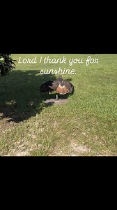 Ruby, one of our red tailed hawks, is enjoying the sunny day! It’s looking like a sunny day tomorrow too, so we will be open from 10am to 4pm. Birds start going back into their enclosures around 3pm. Check out flight demonstrations, shop for raptor merchandise, and learn about these magnificent creatures! (opening hours and all activities subject to change) 323 Lester Rd Apopka FL 32712 $5 per person #birdsofprey #birds #birdsofflorida #raptors #redtailedhawk #orlando #apopka #centralflorida #af