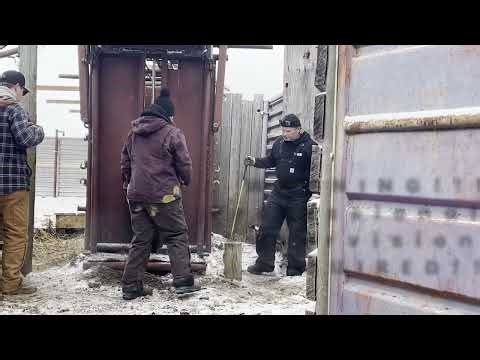 Installing Virtual Fencing Collars on Bison