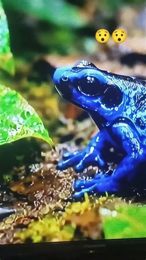 @amazon jagal😯🐊