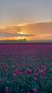 Many Tulip fields are in full bloom in Flevoland . ...#tulip #tulipsinholland #tulips #tulipfield #tulipseason #spring #springiscoming #frühling #reels #reelinstagram #viralvideos #travelphotography #travelgram #travelblogger #travel #traveler #photography #photooftheday #bucketlist #bucketlisttravel #holland #netherlands🇳🇱 #visitnetherlands #dutch #flevoland #sunrise #sunrisephotography #sunriseoftheday | The amazing places