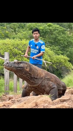 komodo Dragon