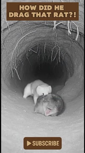 RAT THIEF IN THE TUNNEL