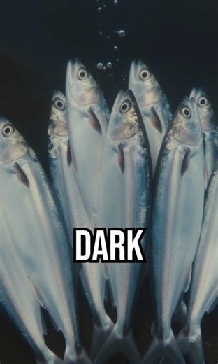 Discover the secret of fish farts! #OceanMysteries #FunFact