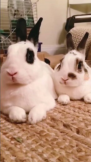 "🤣 HILARIOUS Animals Video: The Funniest Animal Fails You Can't Miss! | Funny animal Video 🐾"