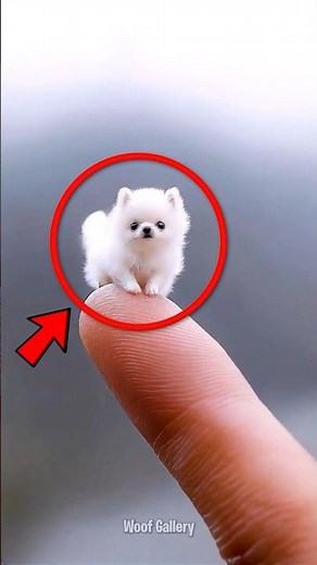 5 Smallest Dog Breeds That Are Actually Fearless 😮