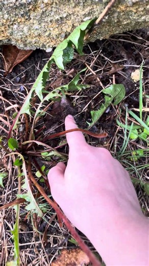 “I’m outta here!” Ground Skink | #skink