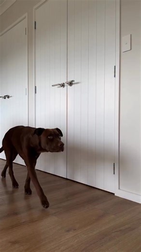 34K views · 42 reactions | Bear wears our full Tactical Set in Tan - harness, leash, and collar - perfectly complementing his golden eyes and brown fur 癩 Shop the full range now at pointerandhound.com  | Pointer & Hound | Facebook