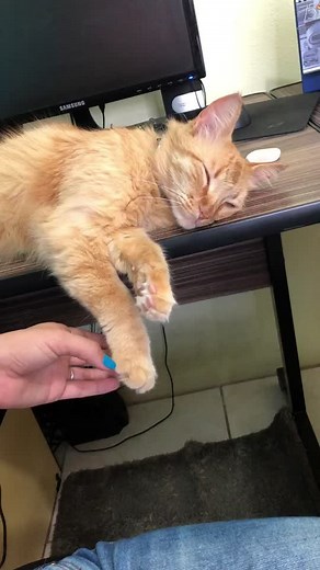 Ele só quer dormir 🤦🏼‍♀️ #love #cat #petlover #gatos #petsoftiktok #gatoviral #tiktok #foryou