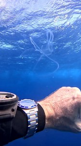 Drifting weightlessly through the blue, a Venus’ girdle glides past my dive watch like something from another planet. Its transparent ribbon-shaped body pulses with shimmering flashes of light, rippling along its edges as it moves. No fins, no effort — just pure ocean magic, silently cruising through the water column and reminding you how alien the open ocean really is. --- What exactly is a Venus’ girdle? A Venus’ girdle (Cestum veneris) is a ctenophore, also known as a comb jelly — not a jelly