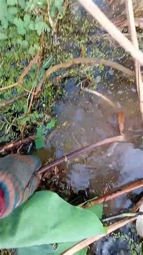 Young lotus stems #lotusstems