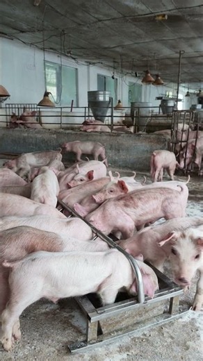Hundreds of Piglets Eating in Perfect Lines! 🐷🍽️
