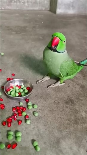 talking parrot felling angry 👿😡😡 #parrot #talkingparot #funny #nonstoptalkingparrot #talkingbird