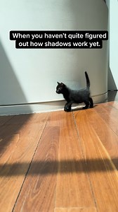 Figuring out shadows one little paw at a time 🐾 | Black Hawk Pet Care