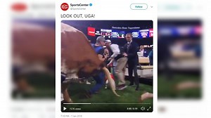 WATCH: Bevo charges Georgia bulldogs mascot, reporters and media scatter