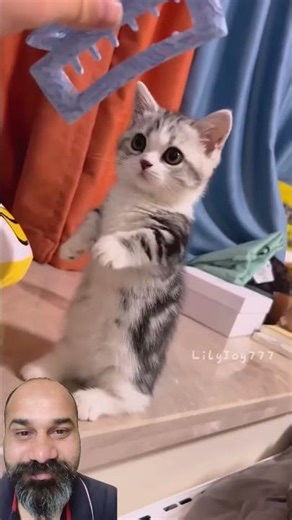 #cats #catlovers #cat #catshorts #memes #pet #funnycats #pets #shorts #yt #ytshorts #viral #love #fy