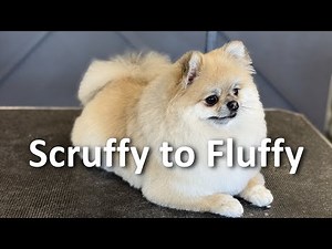 How I Groomed the most beautiful Pomeranian