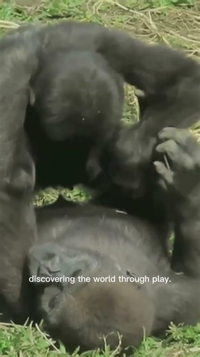 Tiny Gorilla’s First Joy