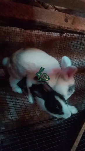 Reproduction lapin 🤌🏿 Accouplement lapin #Agrovie #Cuniculture