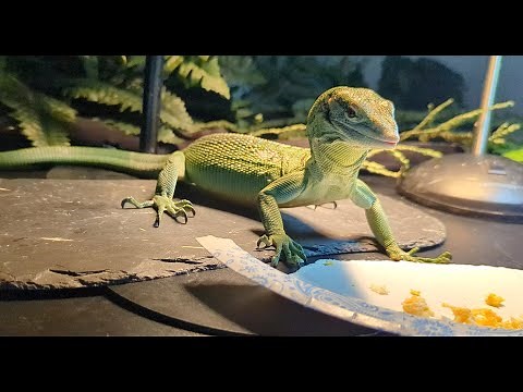 Hanging with Tree Monitors