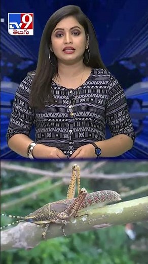 పిఠాపురంపై దండెత్తిన మిడతలు.. పంటంతా హాంఫట్ - TV9