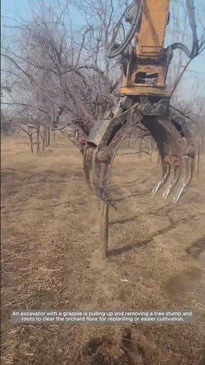 Grapple Stump Removal for Orchard Reset