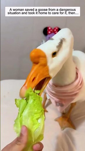 A woman saved a goose from a dangerous situation and took it home to care for it, then…