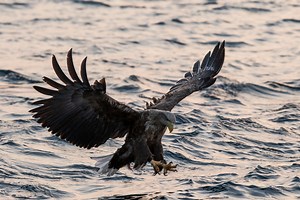 VIDEO: An Octopus Had A Bald Eagle In A Watery Death Grip But Survived Thanks To Salmon Farmers