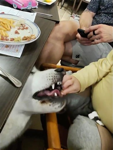 Husky is SO gentle with his puppy 🥰
