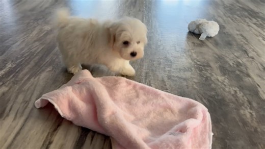 Havapoo puppy for sale