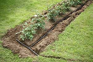 Can Drip Irrigation Tubing Be Buried? |