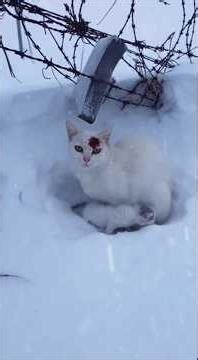 Pengamanan hidup dan mati dari induk kucing liar di tengah badai salju!