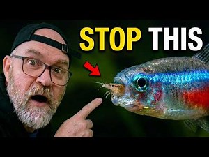 Most Shrimp Keepers Get This Wrong About Shrimp Tank Mates