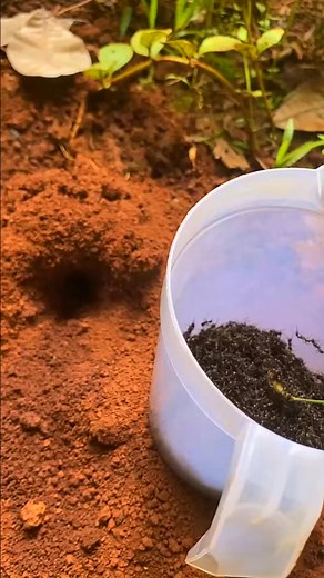 A massive cricket is attacked by black ants so cool | Loïck Babineaux